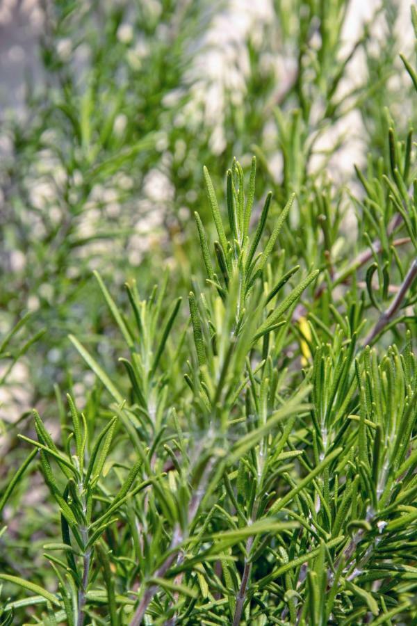 Le Ortensie Dolceacqua Εξωτερικό φωτογραφία