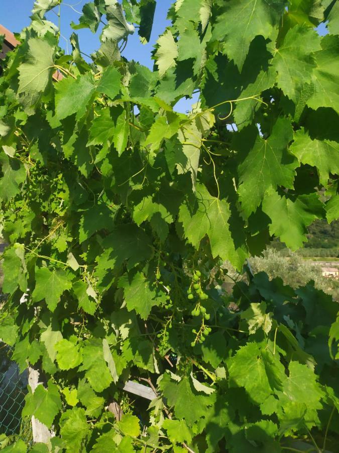 Le Ortensie Dolceacqua Εξωτερικό φωτογραφία